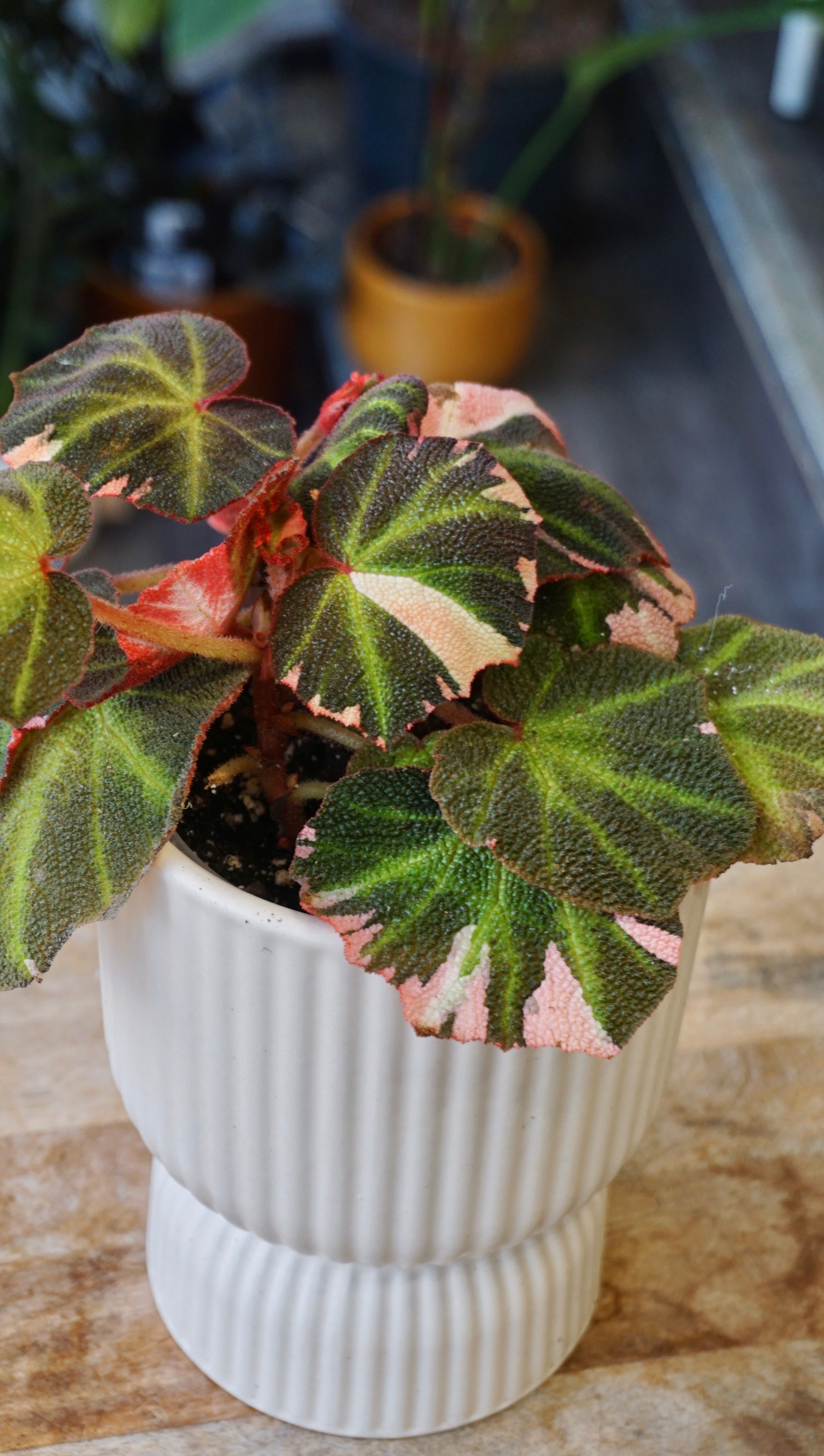 Begonia Soli Mutata Variegata studio plantes rares jungle jardinerie strasbourg rare plant shop online pflanzen