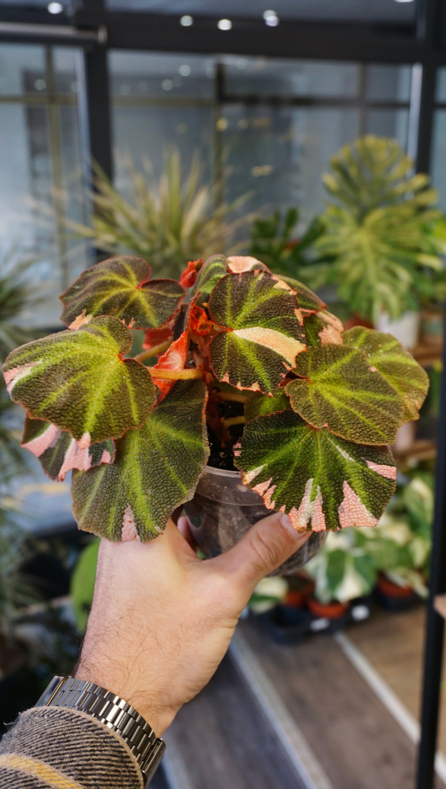 Begonia Soli Mutata Variegata studio plantes rares jungle jardinerie strasbourg rare plant shop online pflanzen