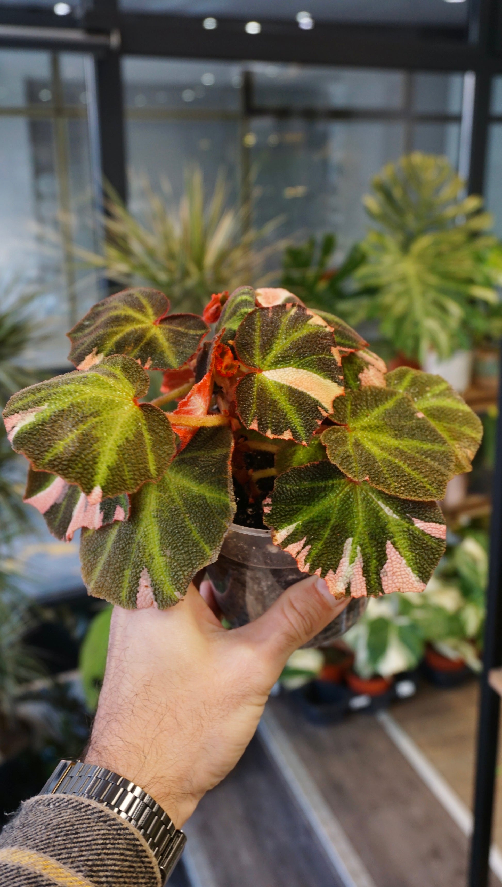 Begonia Soli Mutata Variegata studio plantes rares jungle jardinerie strasbourg rare plant shop online pflanzen