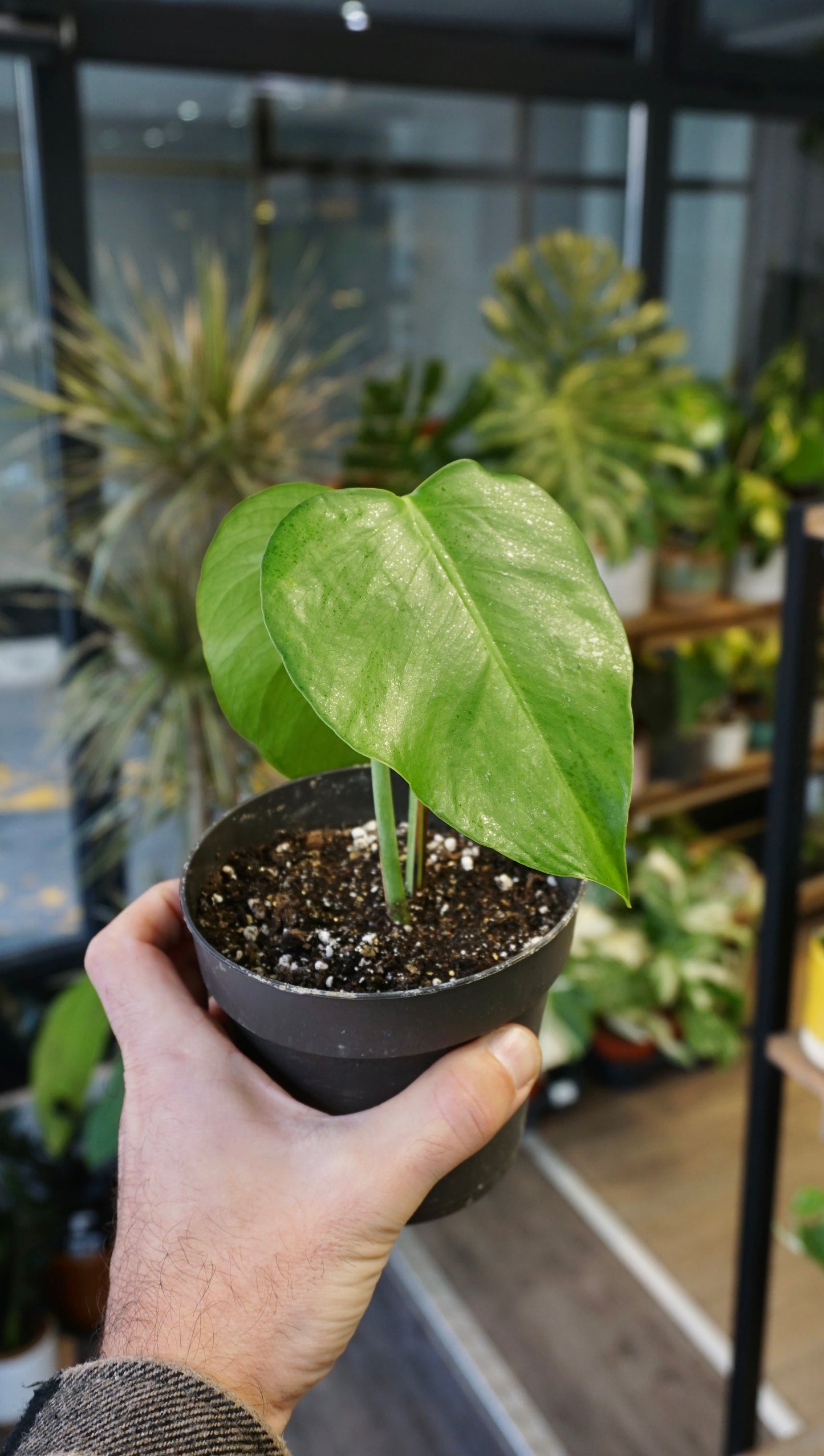 Monstera Sierrana Mexican Form studio plantes rares jungle jardinerie strasbourg rare plant shop online pflanzen