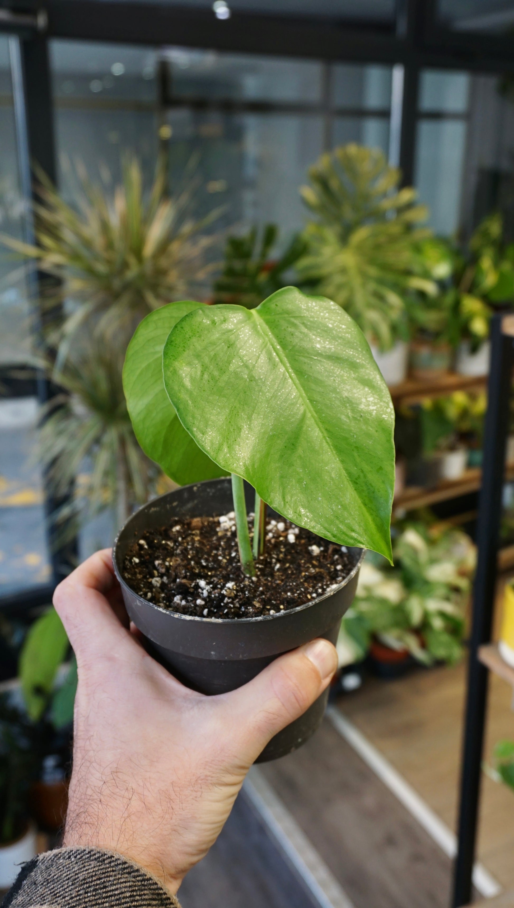 Monstera Sierrana Mexican Form studio plantes rares jungle jardinerie strasbourg rare plant shop online pflanzen