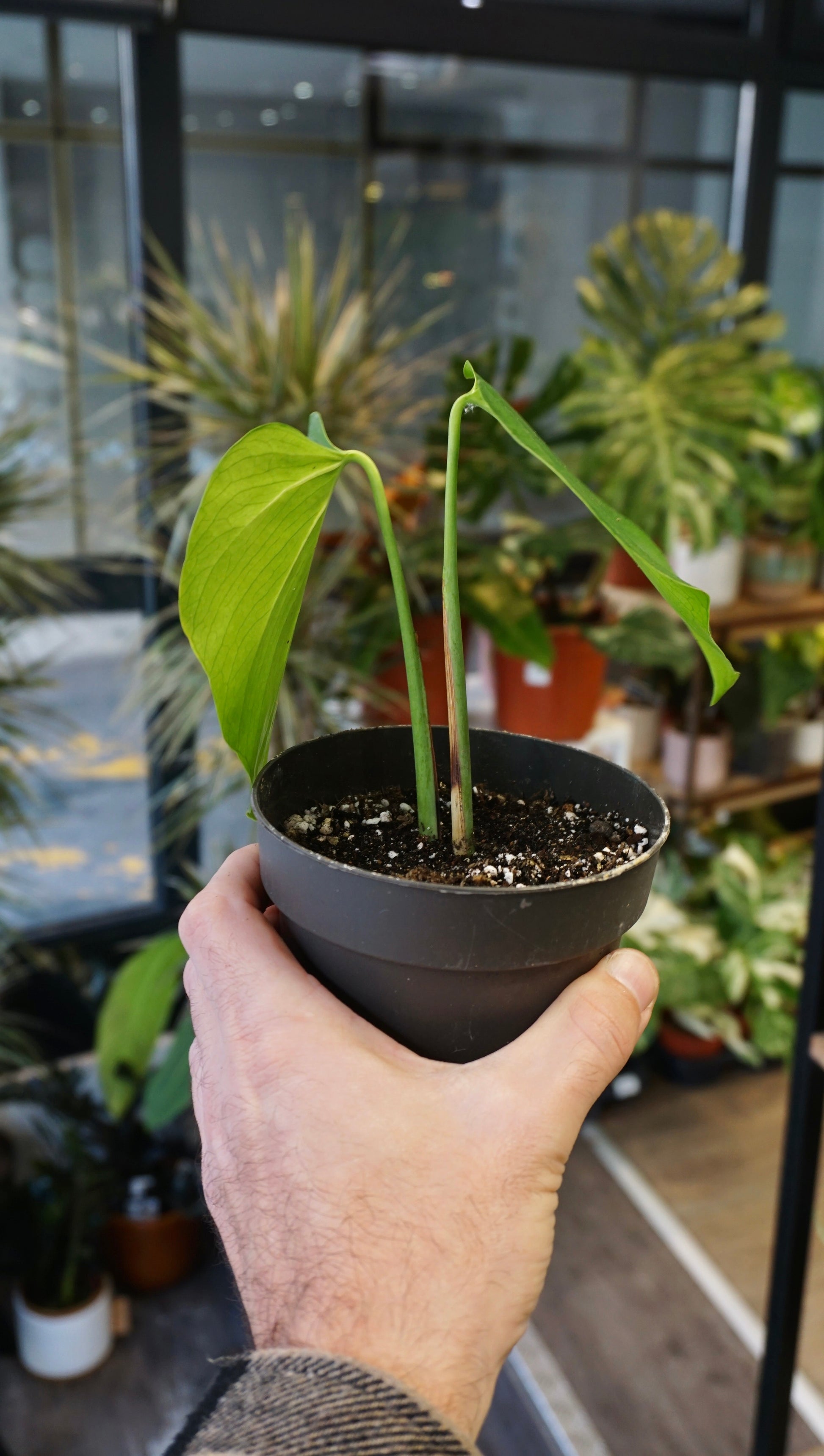 Monstera Sierrana Mexican Form studio plantes rares jungle jardinerie strasbourg rare plant shop online pflanzen