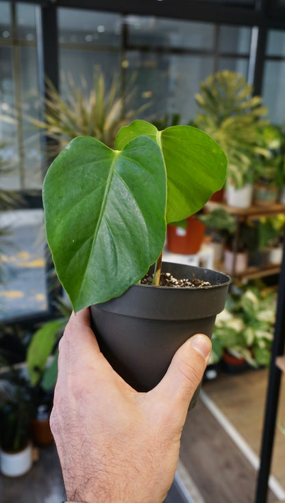 Monstera Sierrana Mexican Form