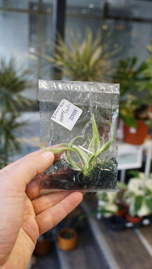 Philodendron tortum albo variegata studio plantes rares jungle jardinerie strasbourg rare plant shop online pflanzen tissue culture tc