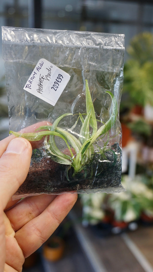 Philodendron tortum albo variegata studio plantes rares jungle jardinerie strasbourg rare plant shop online pflanzen tissue culture tc