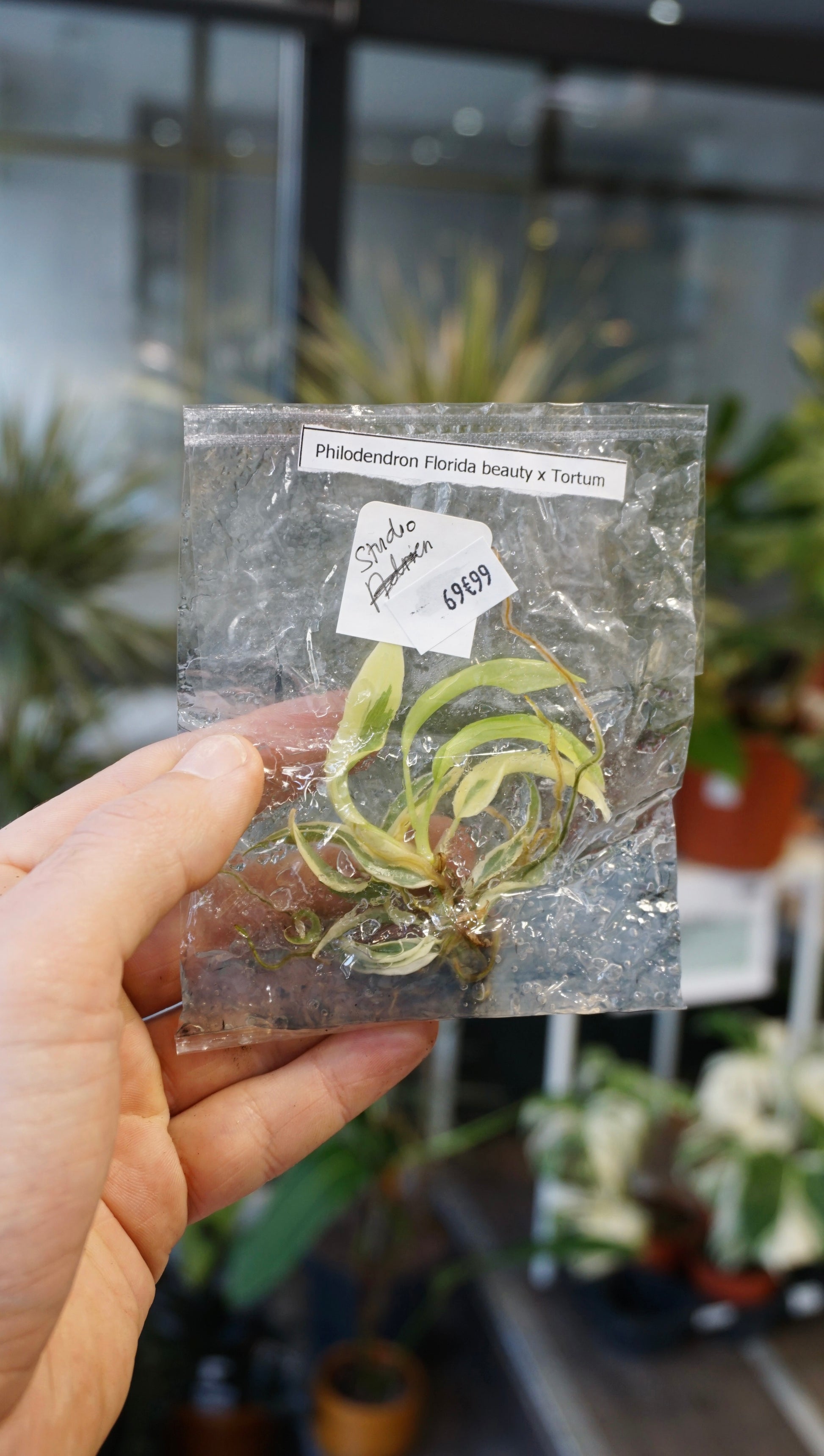 Philodendron florida beauty x tortum variegata studio plantes rares jungle jardinerie strasbourg rare plant shop online pflanzen tissue culture tc