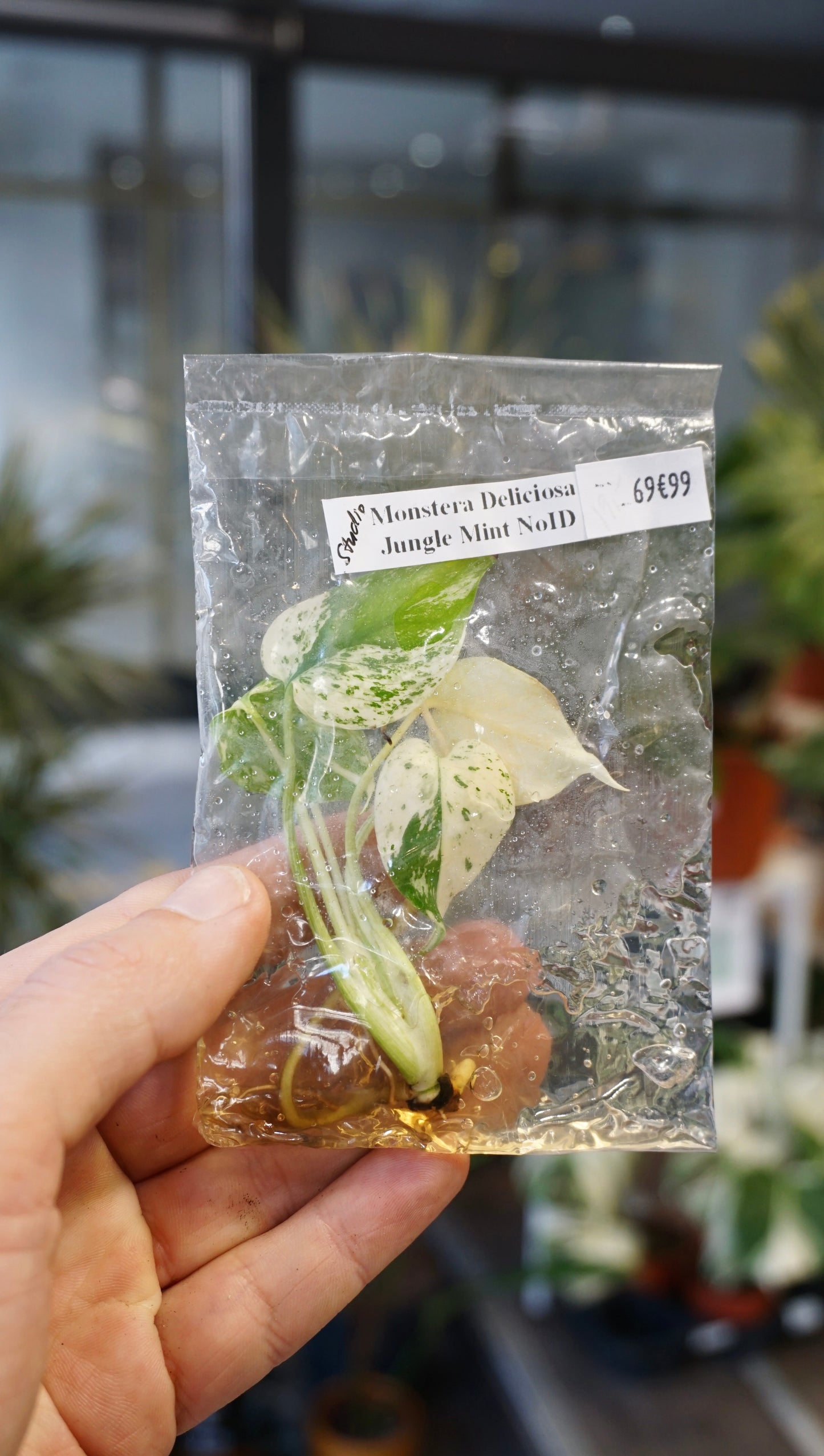 Monstera Jungle Mint tc tissue culture studio plantes rares jungle jardinerie strasbourg rare plant shop online pflanzen