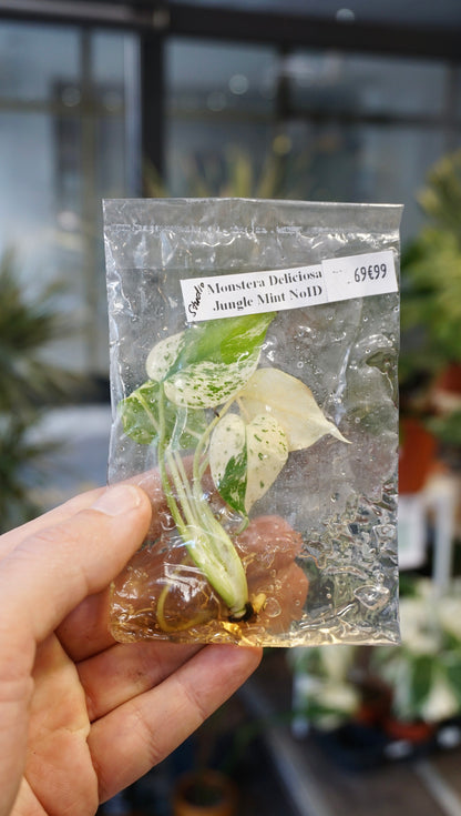 Monstera Jungle Mint tc tissue culture studio plantes rares jungle jardinerie strasbourg rare plant shop online pflanzen