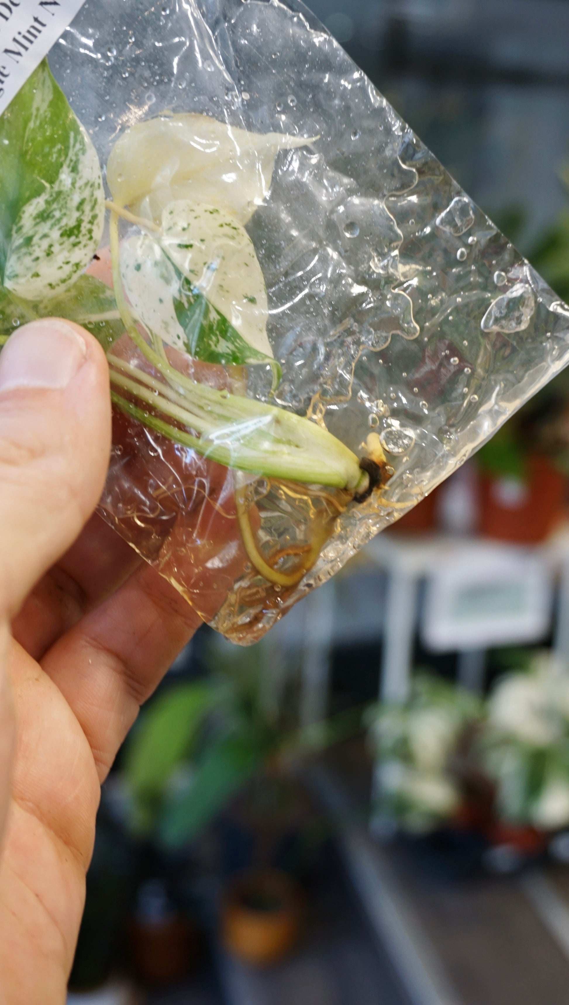 Monstera Jungle Mint tc tissue culture studio plantes rares jungle jardinerie strasbourg rare plant shop online pflanzen