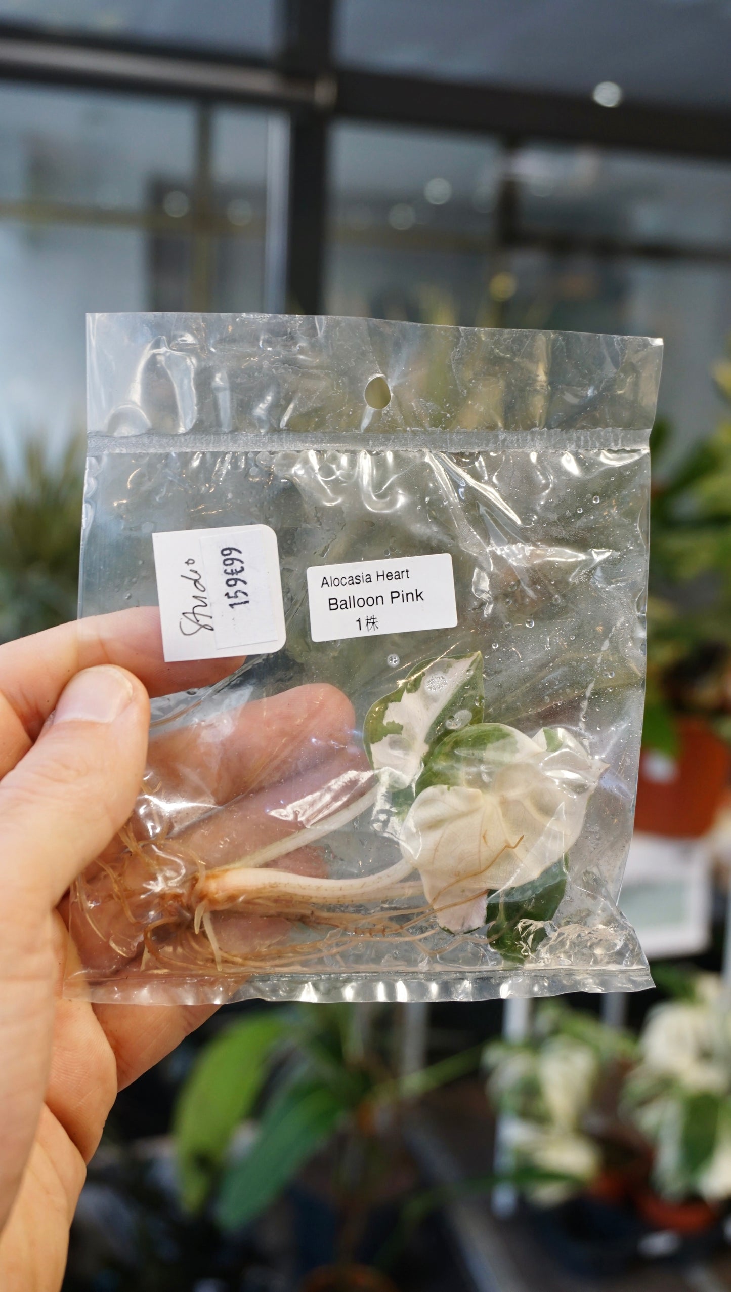 Alocasia Pink Balloon Variegata studio plantes rares jungle jardinerie strasbourg rare plant shop online pflanzen tissue culture tc