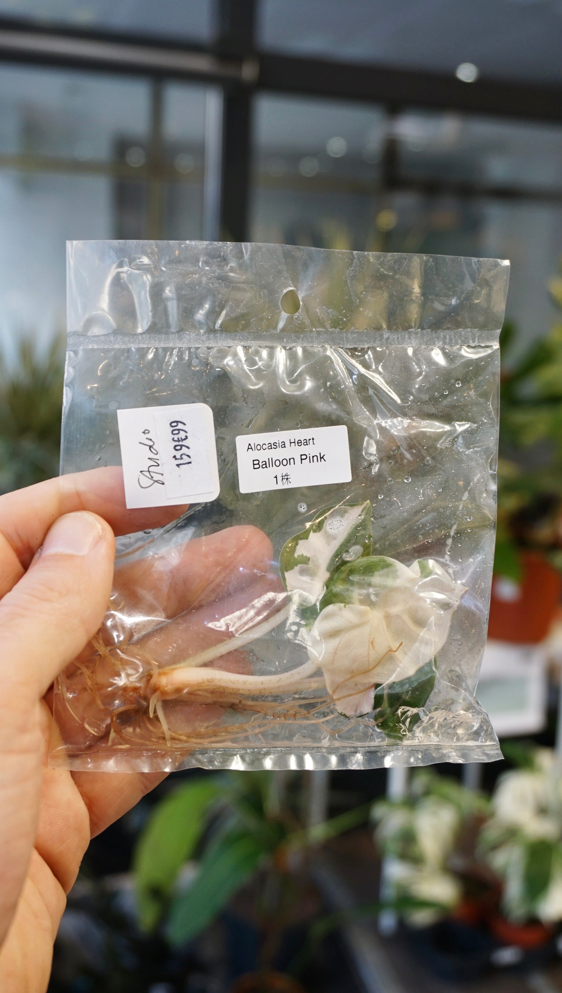 Alocasia Pink Balloon Variegata studio plantes rares jungle jardinerie strasbourg rare plant shop online pflanzen tissue culture tc