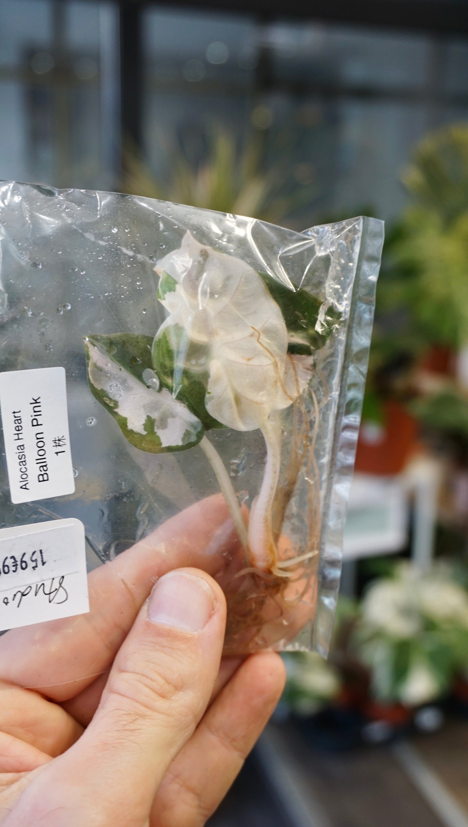 Alocasia Pink Balloon Variegata studio plantes rares jungle jardinerie strasbourg rare plant shop online pflanzen tissue culture tc
