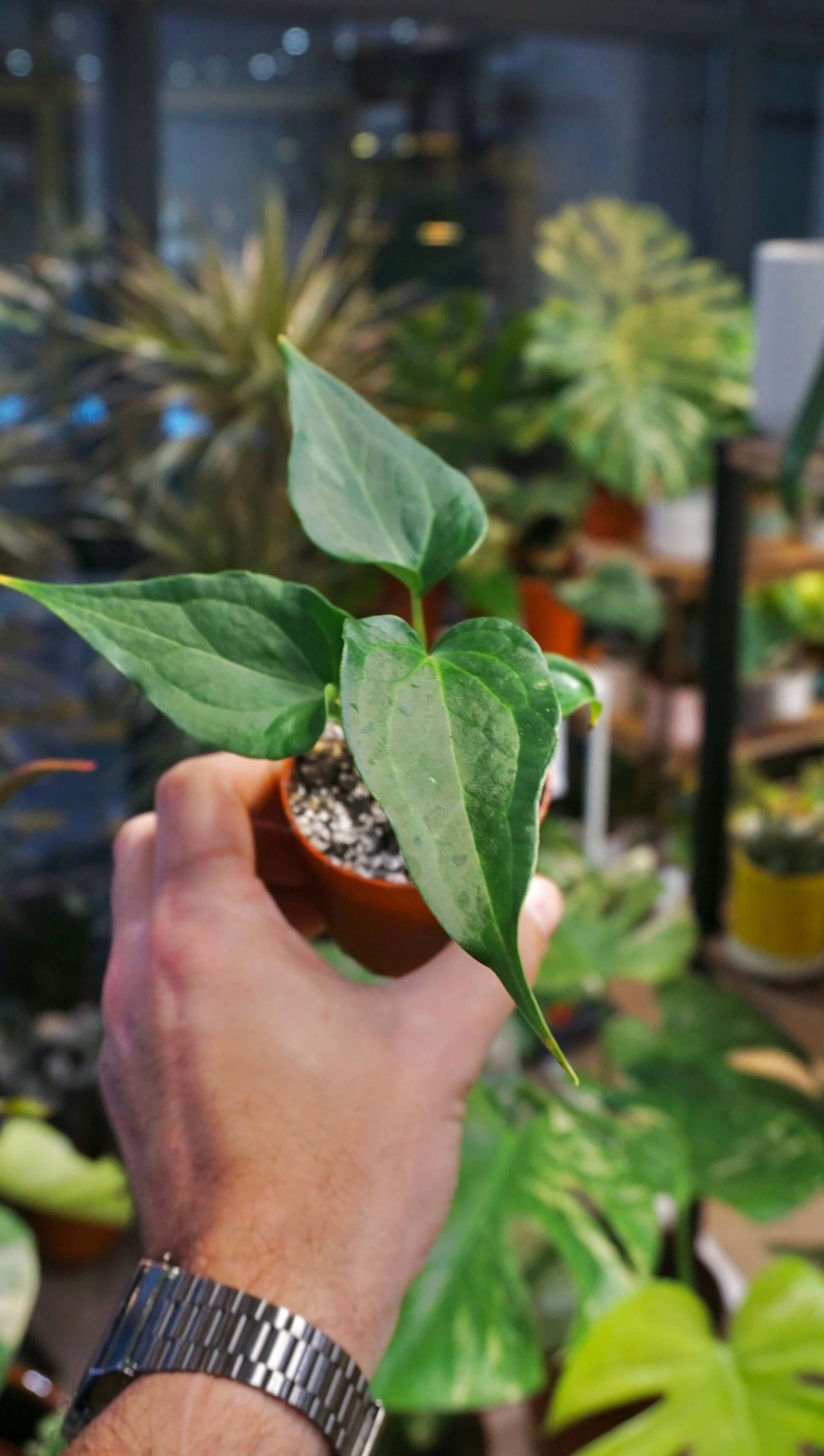 Anthurium Delta Force (S)