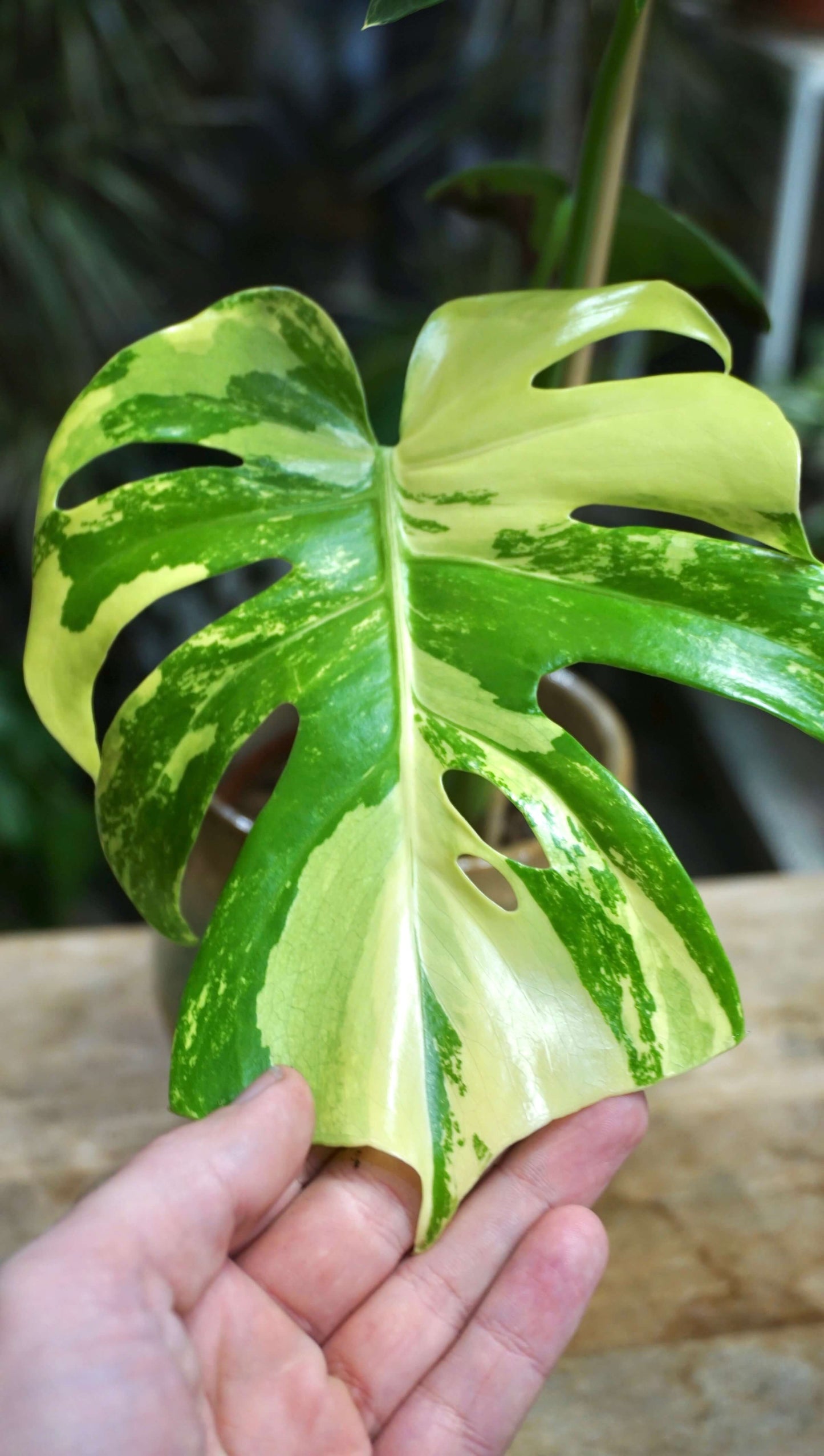 Monstera Aurea Yellow Marylin