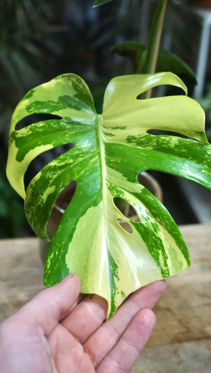 Monstera Aurea Yellow Marylin