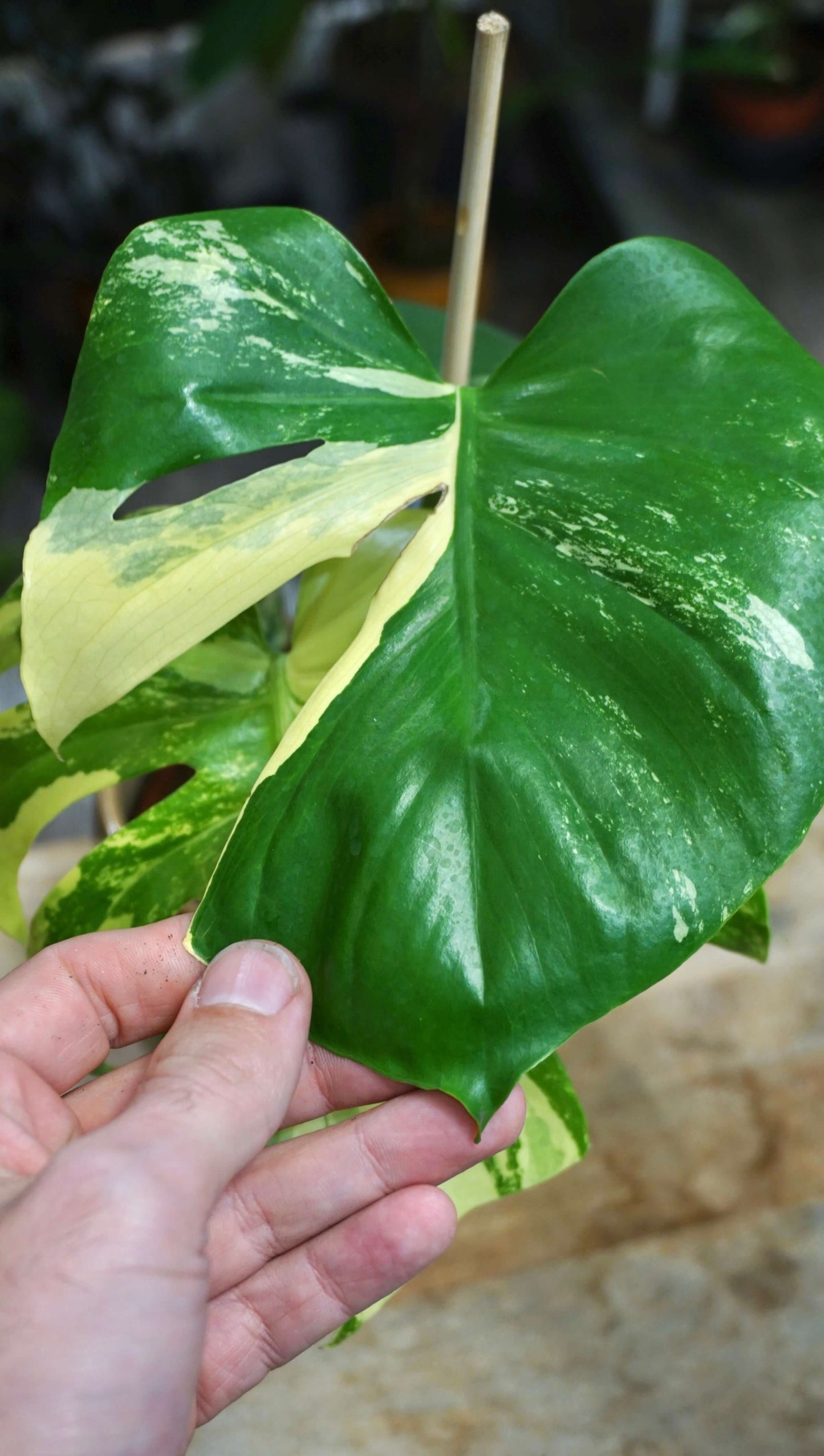 Monstera Aurea Yellow Marylin