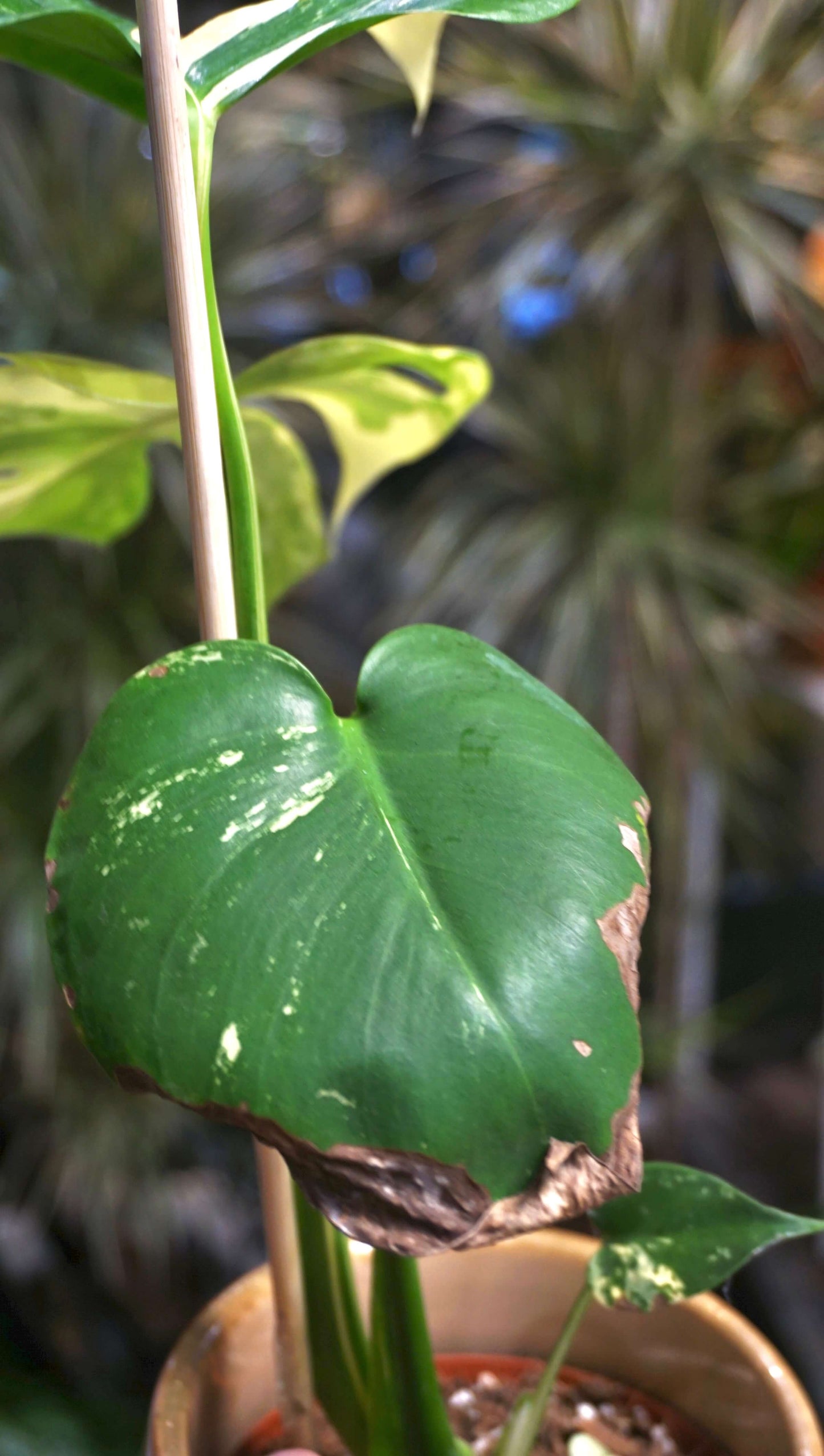 Monstera Aurea Yellow Marylin