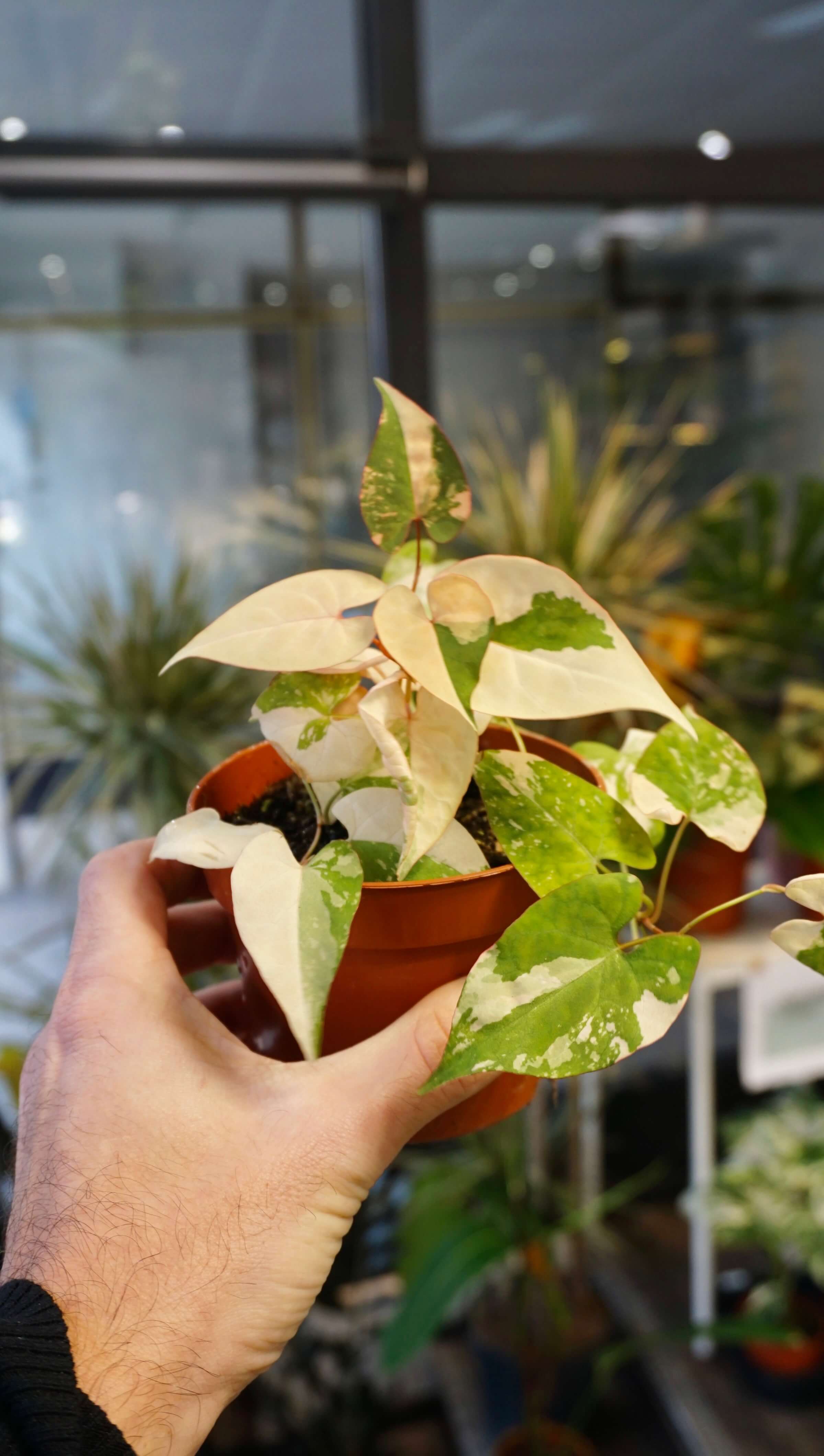 Fallopia Multiflora Variegata | Rare Plant | Studio Plants – Studio Plantes