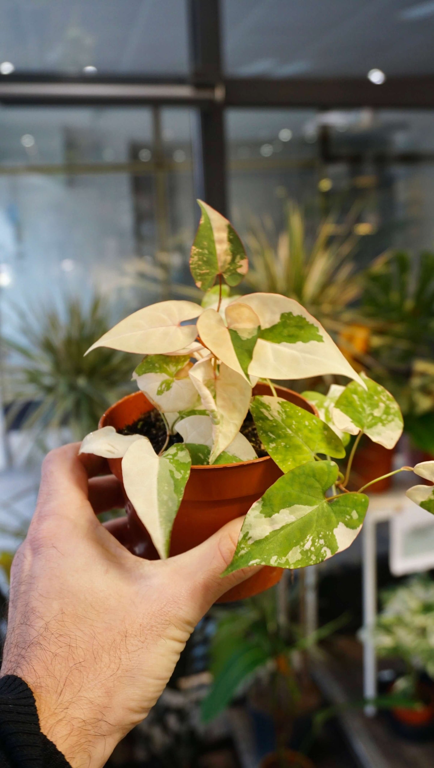 Fallopia Multiflora Variegata studio plantes rares jungle jardinerie strasbourg rare plant shop online pflanzen