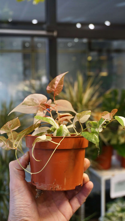 Fallopia Multiflora Variegata studio plantes rares jungle jardinerie strasbourg rare plant shop online pflanzen