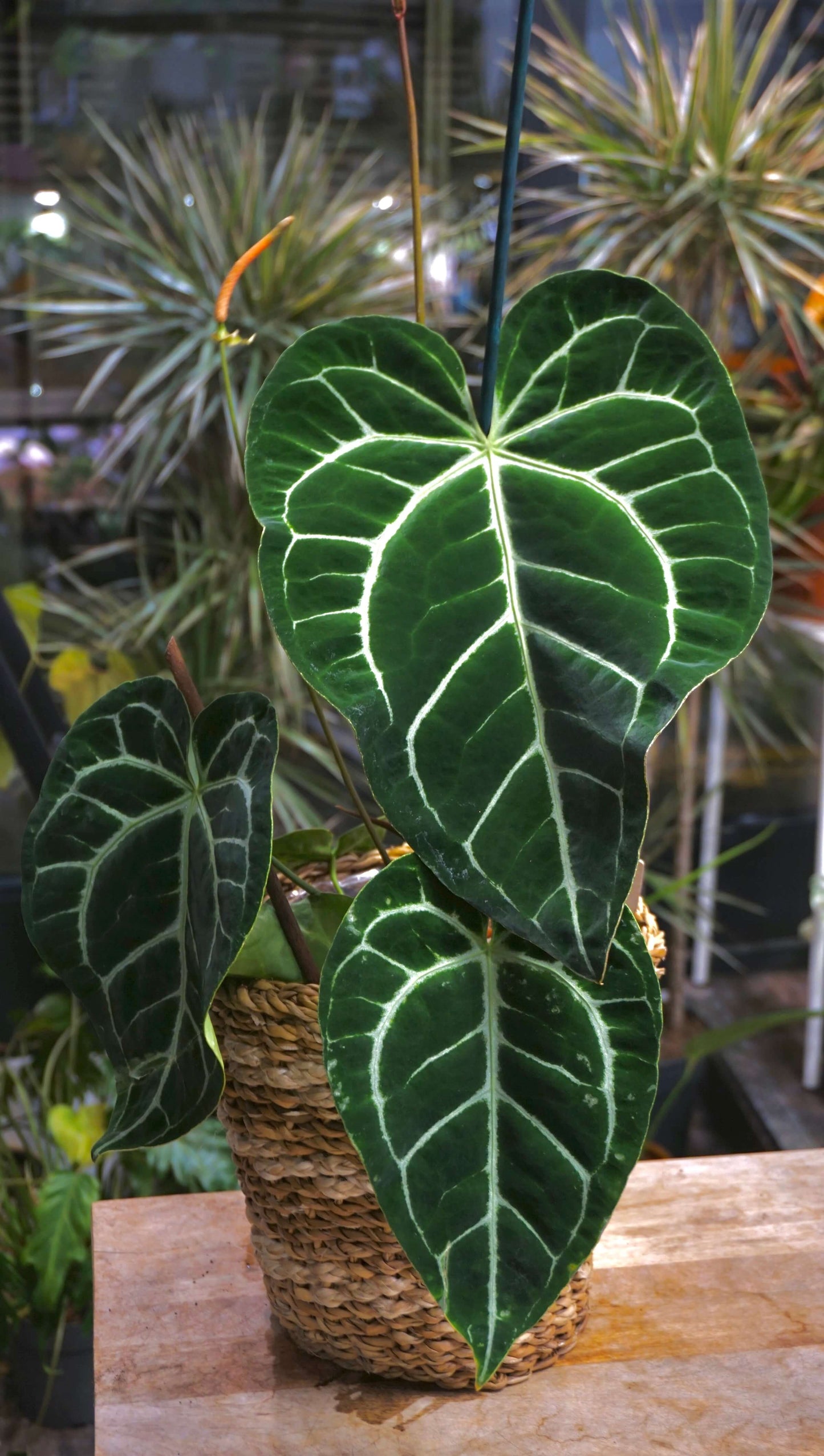 Anthurium Crystallinum XL