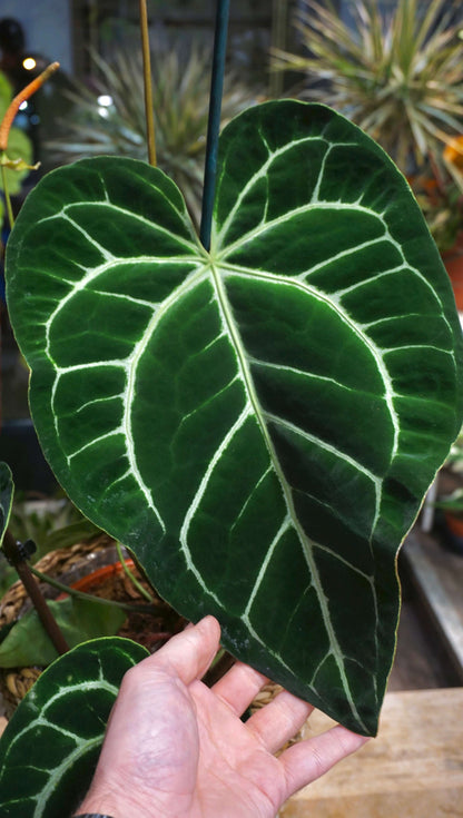 Anthurium Crystallinum XL