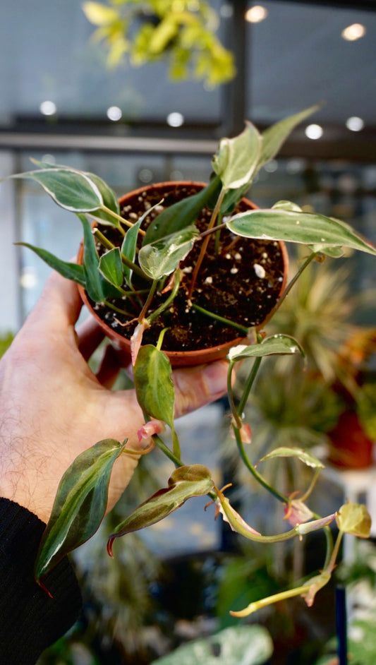 Philodendron Micans Halo Variegata studio plantes rares jungle jardinerie strasbourg rare plant shop online pflanzen boutique