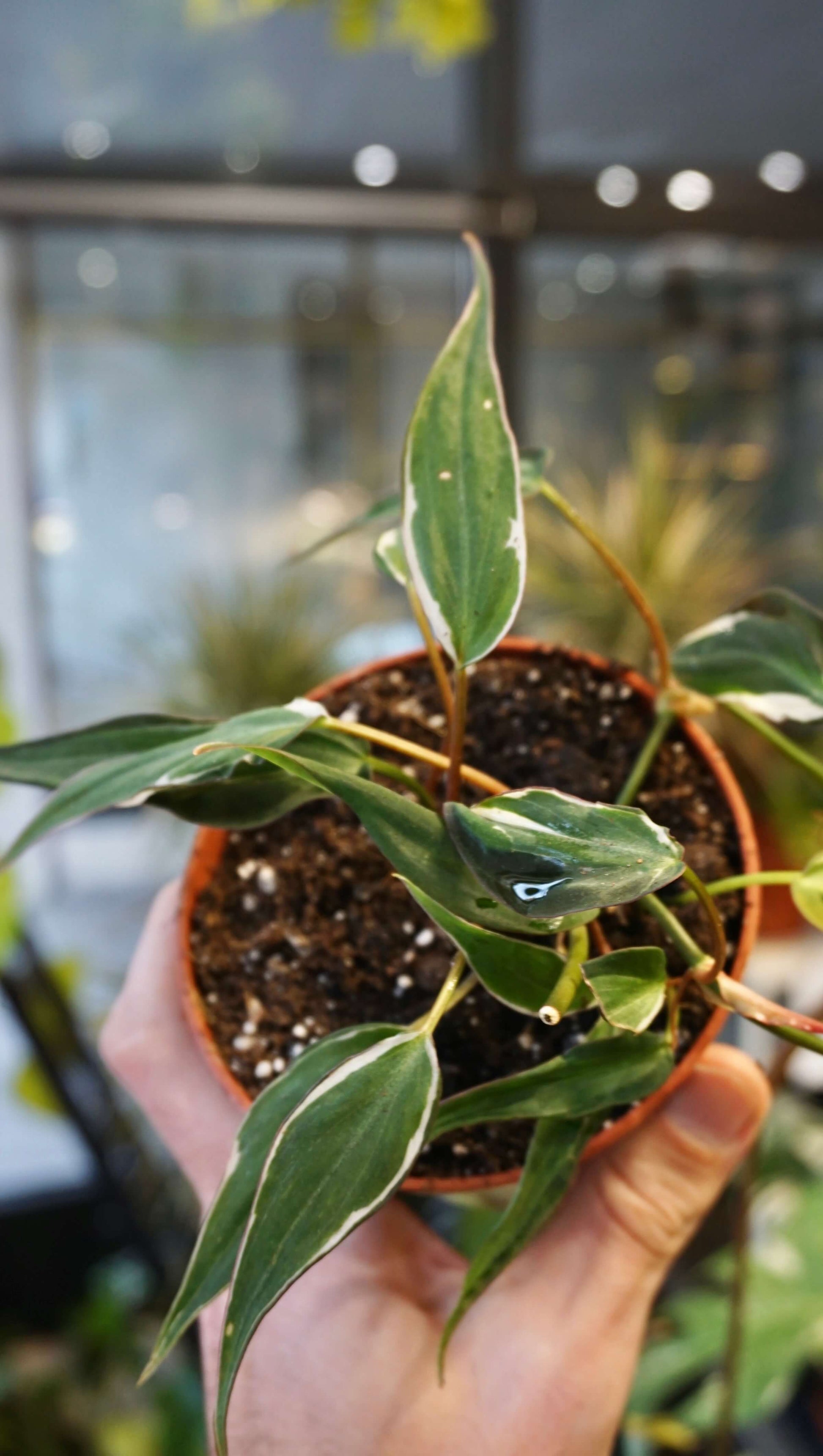 Philodendron Micans Halo Variegata studio plantes rares jungle jardinerie strasbourg rare plant shop online pflanzen boutique