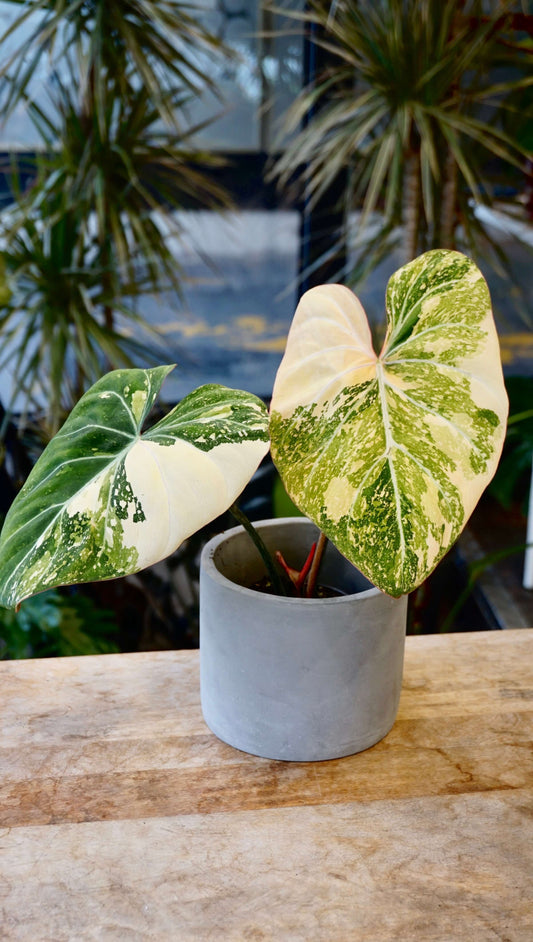 Philodendron Gloriosum Tricolore studio plantes rares jungle jardinerie strasbourg rare plant shop online pflanzen