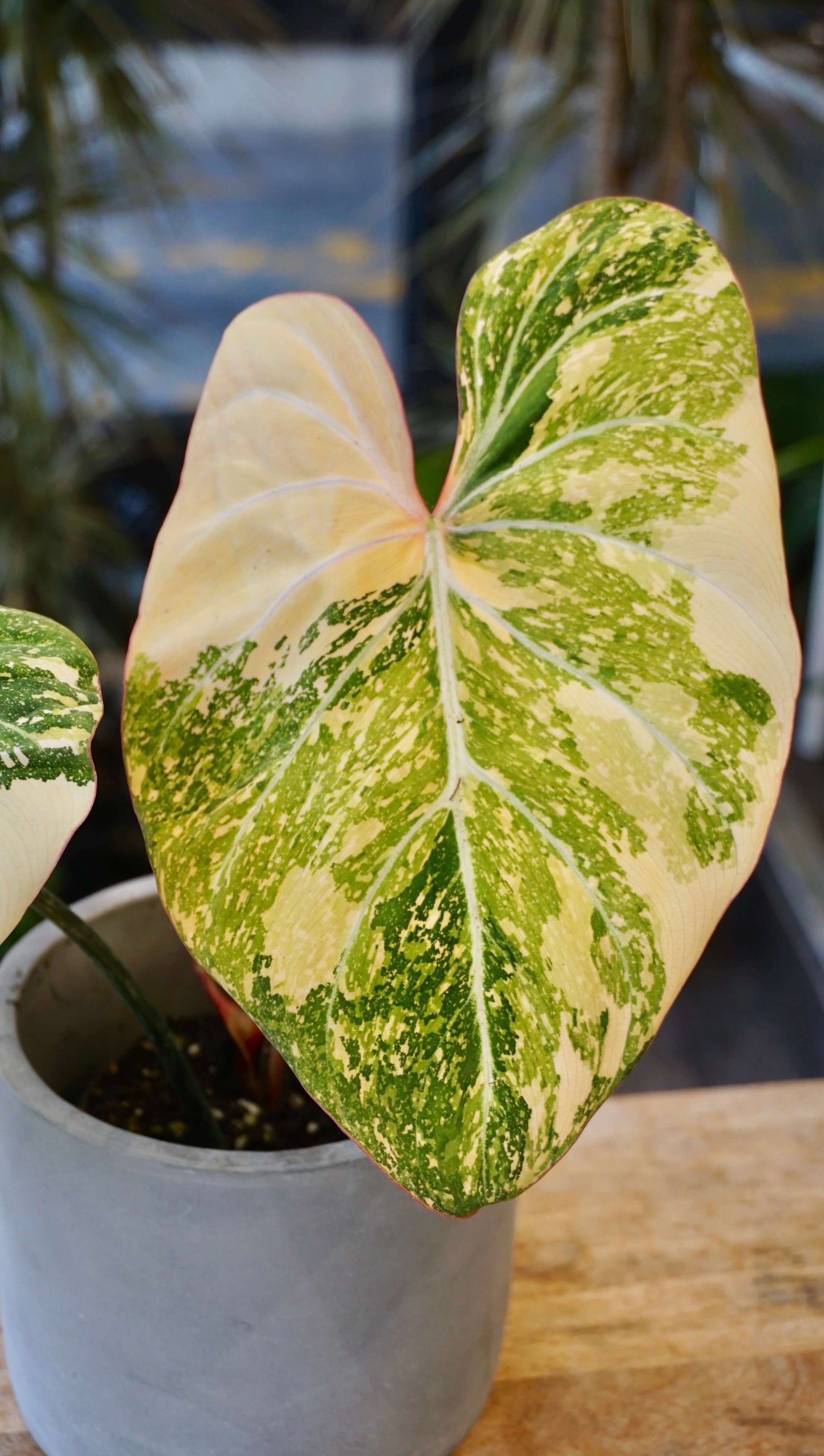 Philodendron Gloriosum Tricolore studio plantes rares jungle jardinerie strasbourg rare plant shop online pflanzen