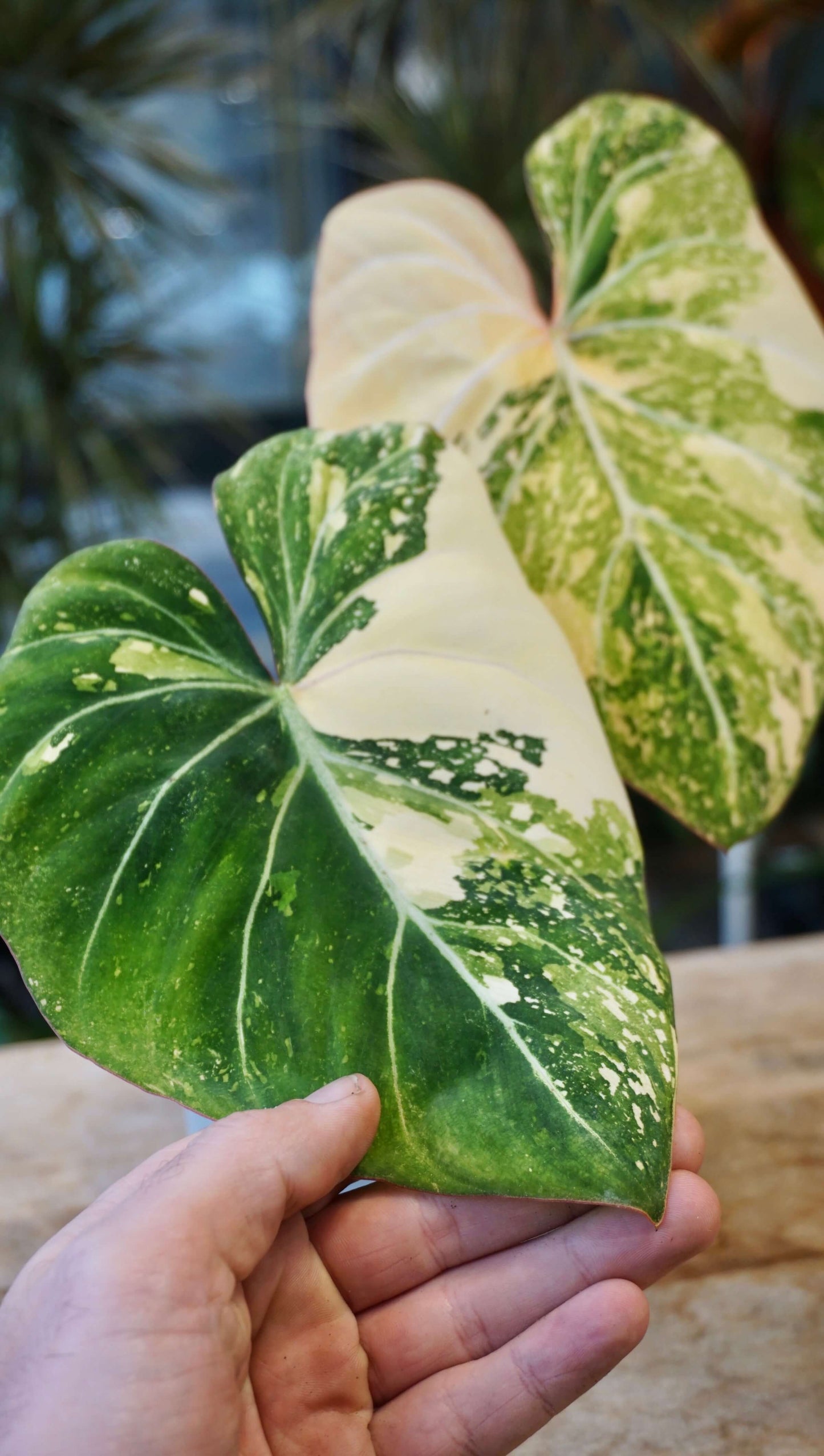Philodendron Gloriosum Tricolore studio plantes rares jungle jardinerie strasbourg rare plant shop online pflanzen