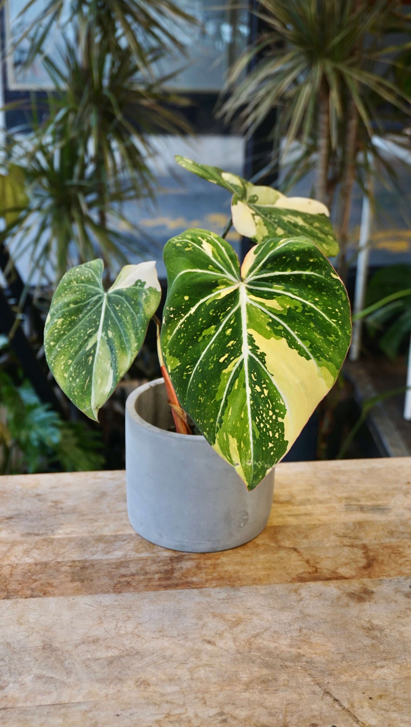 Philodendron Gloriosum Tricolore studio plantes rares jungle jardinerie strasbourg rare plant shop online pflanzen