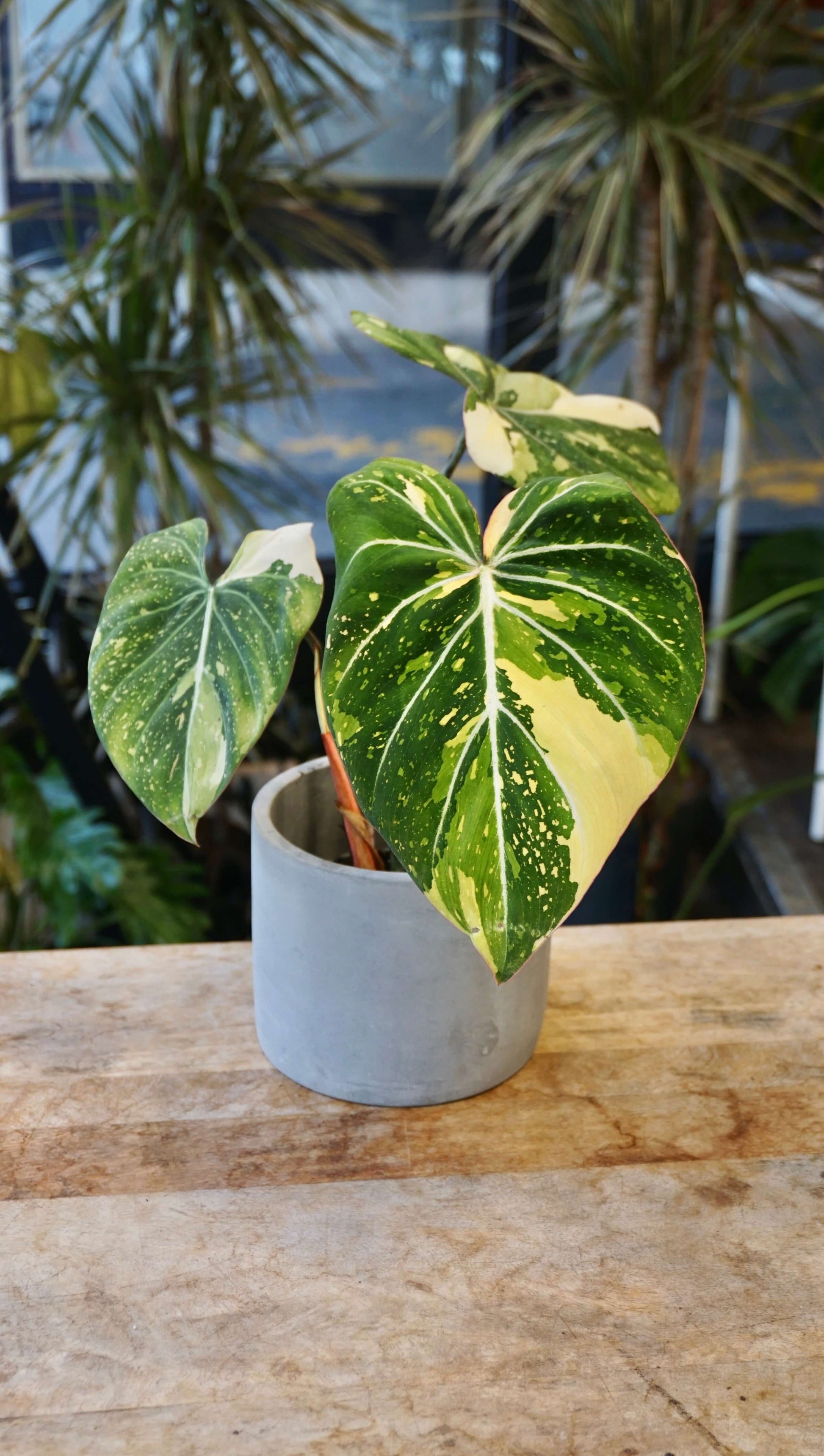 Philodendron Gloriosum Tricolore studio plantes rares jungle jardinerie strasbourg rare plant shop online pflanzen