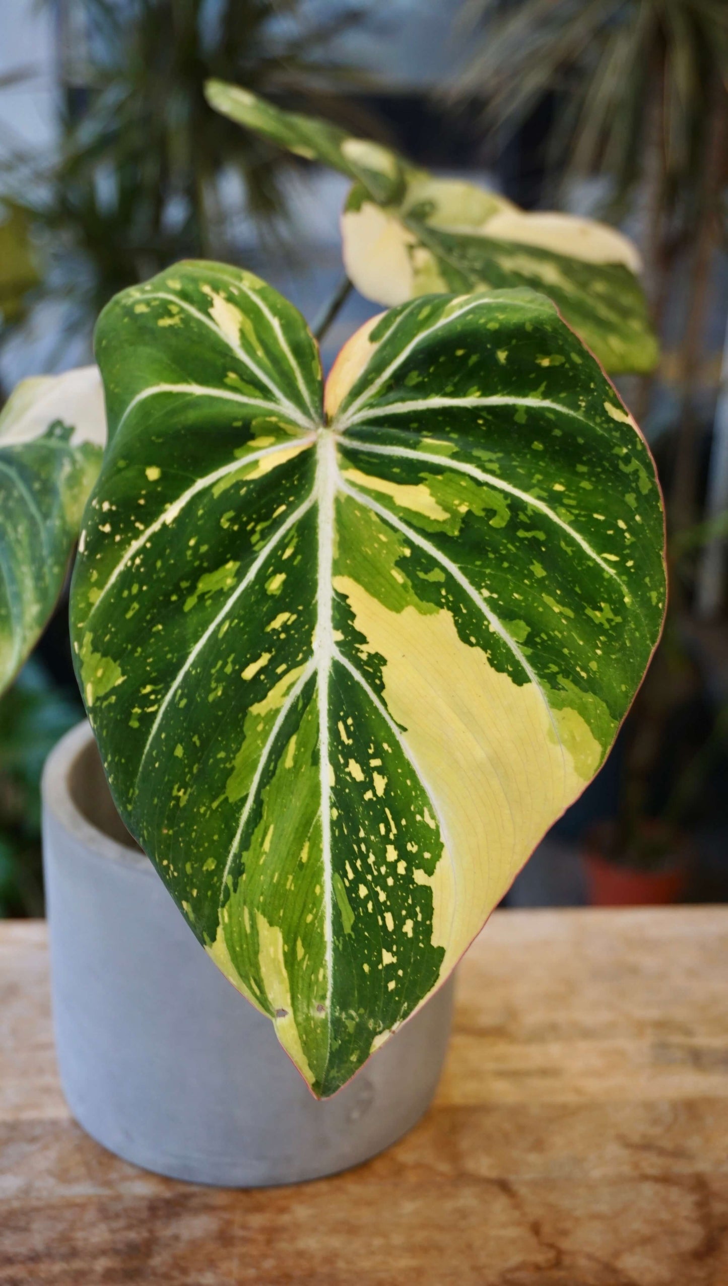 Philodendron Gloriosum Tricolore studio plantes rares jungle jardinerie strasbourg rare plant shop online pflanzen