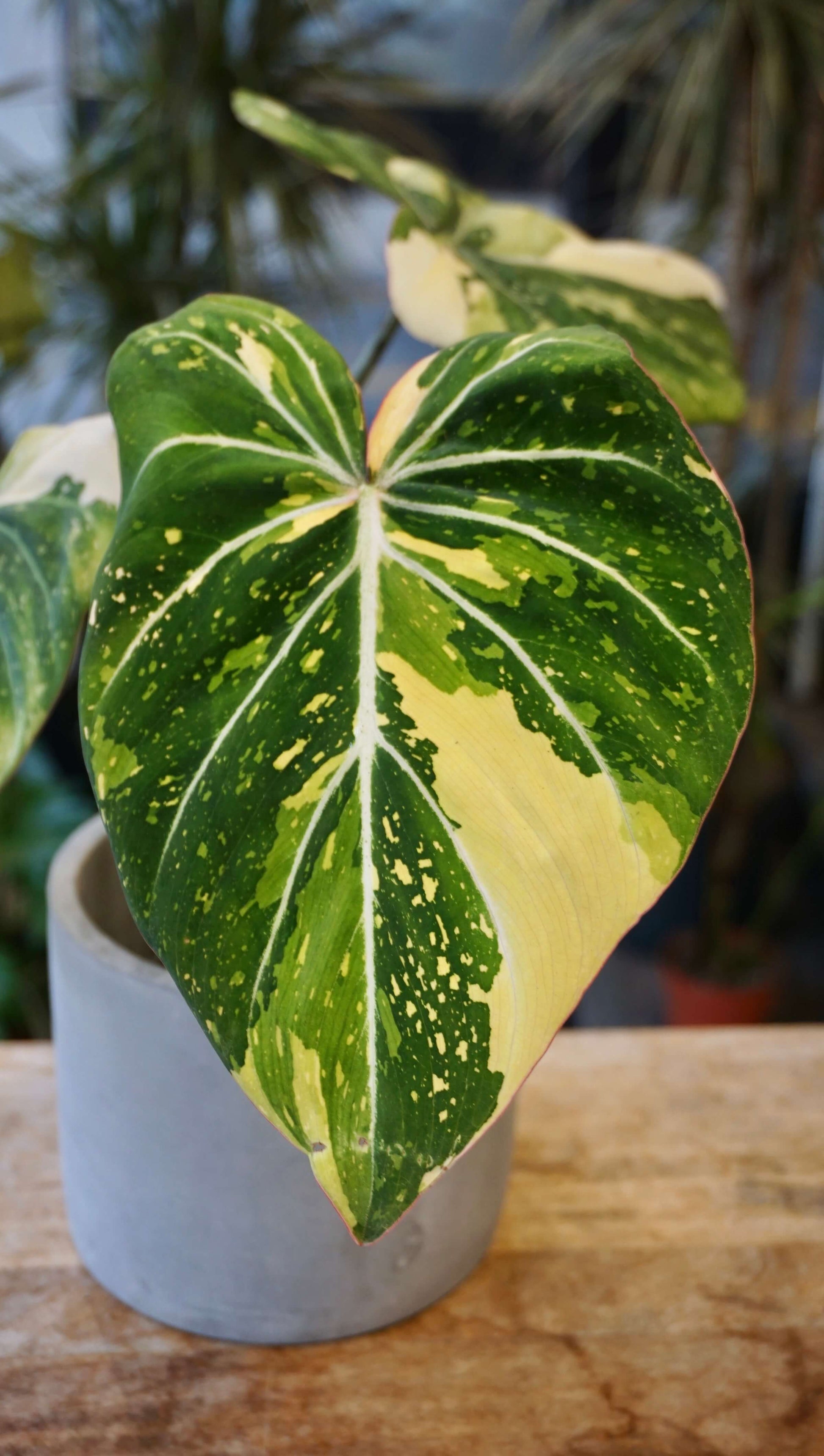 Philodendron Gloriosum Tricolore studio plantes rares jungle jardinerie strasbourg rare plant shop online pflanzen
