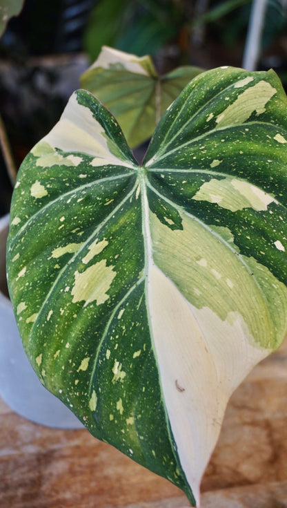 Philodendron Gloriosum Tricolore studio plantes rares jungle jardinerie strasbourg rare plant shop online pflanzen