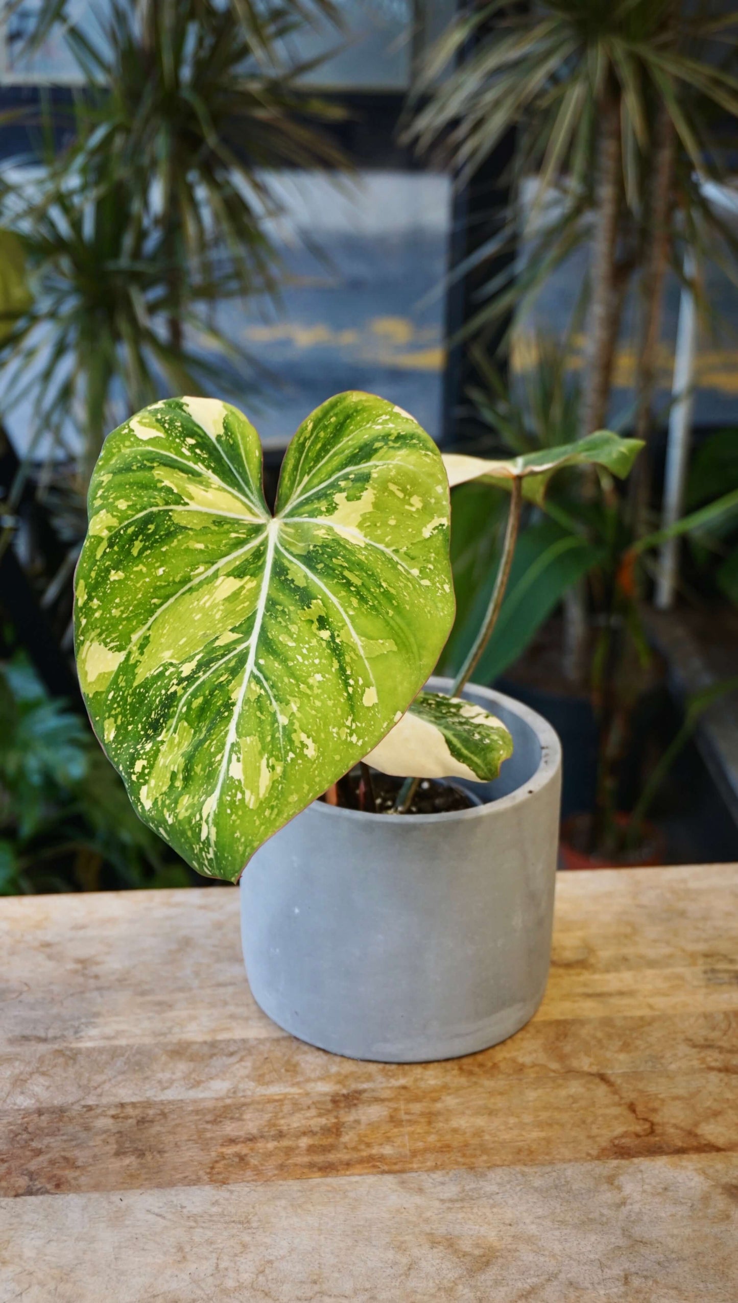 Philodendron Gloriosum Tricolore studio plantes rares jungle jardinerie strasbourg rare plant shop online pflanzen