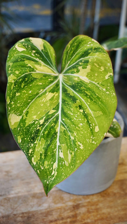 Philodendron Gloriosum Tricolore studio plantes rares jungle jardinerie strasbourg rare plant shop online pflanzen