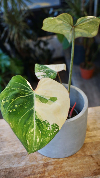 Philodendron Gloriosum Tricolore studio plantes rares jungle jardinerie strasbourg rare plant shop online pflanzen