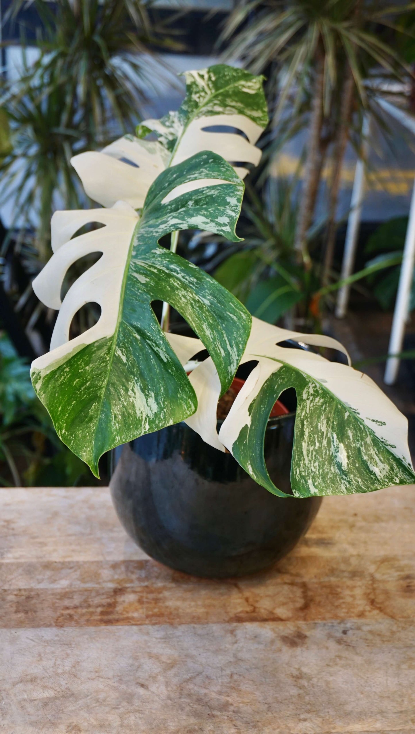 Monstera Variegata studio plantes rares jungle jardinerie strasbourg rare plant shop online pflanzen