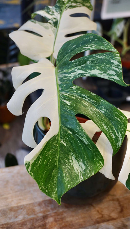 Monstera Variegata studio plantes rares jungle jardinerie strasbourg rare plant shop online pflanzen