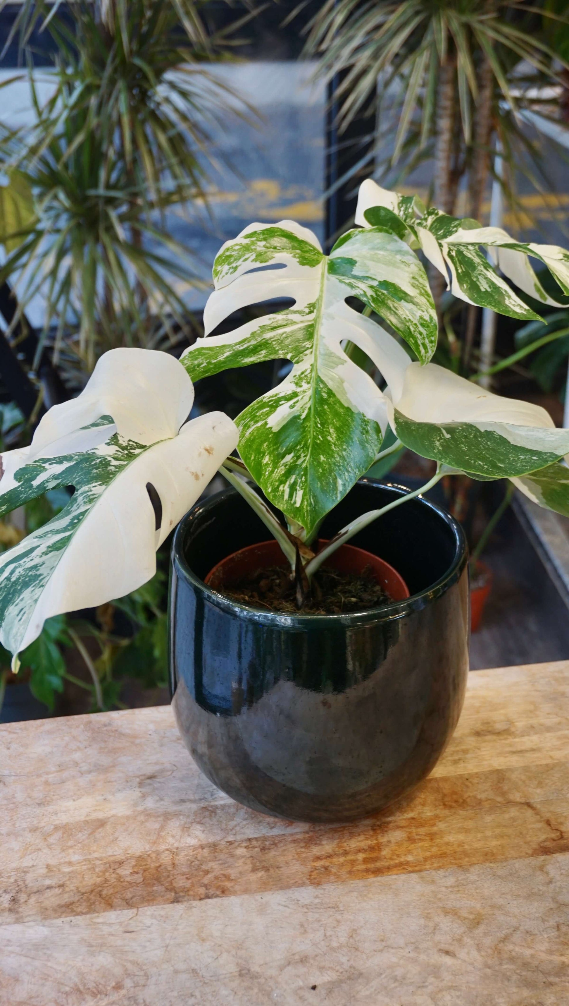 Monstera Variegata studio plantes rares jungle jardinerie strasbourg rare plant shop online pflanzen