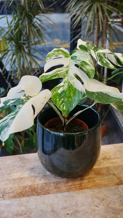 Monstera Variegata studio plantes rares jungle jardinerie strasbourg rare plant shop online pflanzen