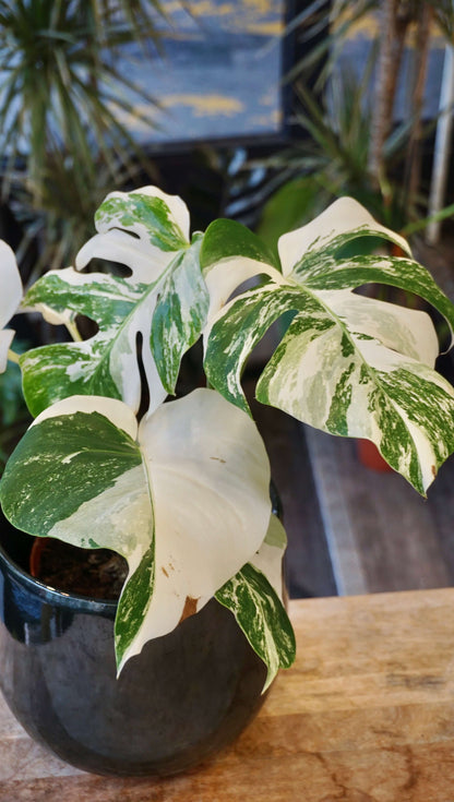 Monstera Variegata studio plantes rares jungle jardinerie strasbourg rare plant shop online pflanzen