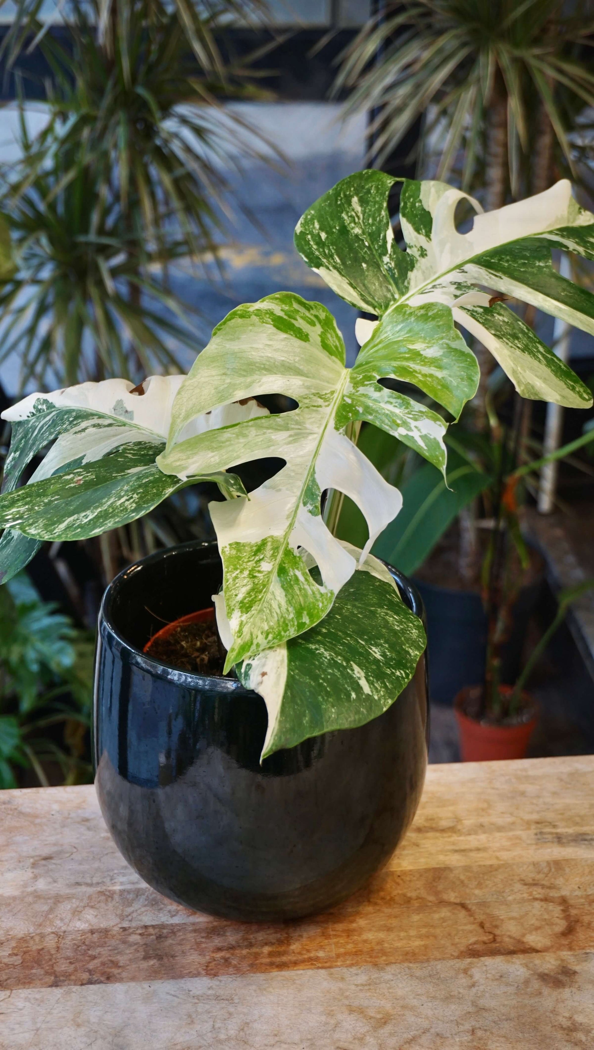 Monstera Variegata studio plantes rares jungle jardinerie strasbourg rare plant shop online pflanzen