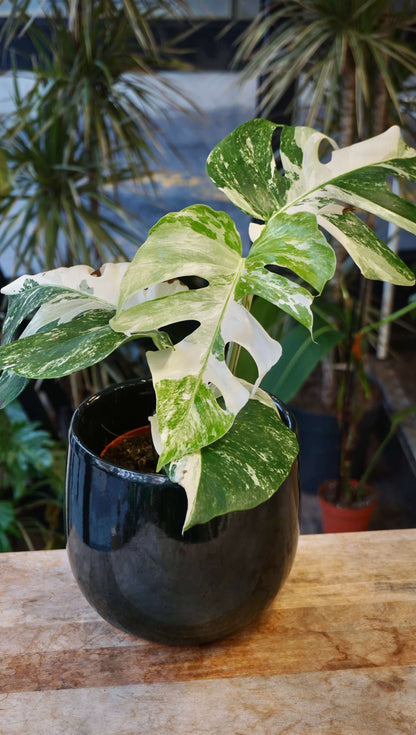 Monstera Variegata studio plantes rares jungle jardinerie strasbourg rare plant shop online pflanzen