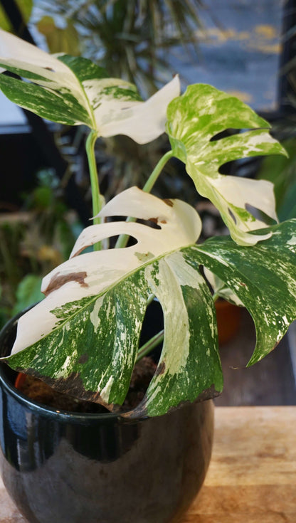 Monstera Variegata studio plantes rares jungle jardinerie strasbourg rare plant shop online pflanzen