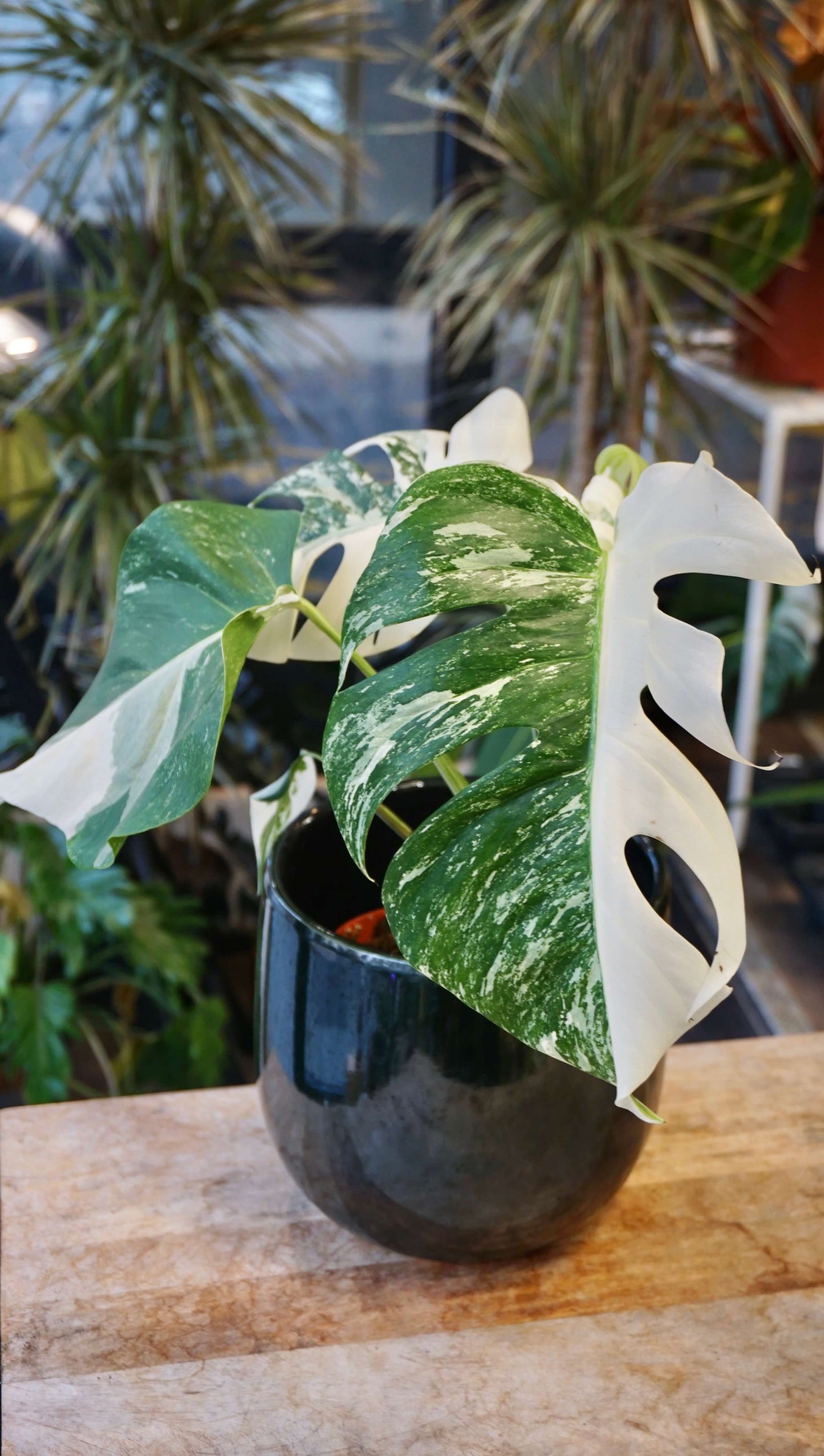 Monstera Variegata studio plantes rares jungle jardinerie strasbourg rare plant shop online pflanzen