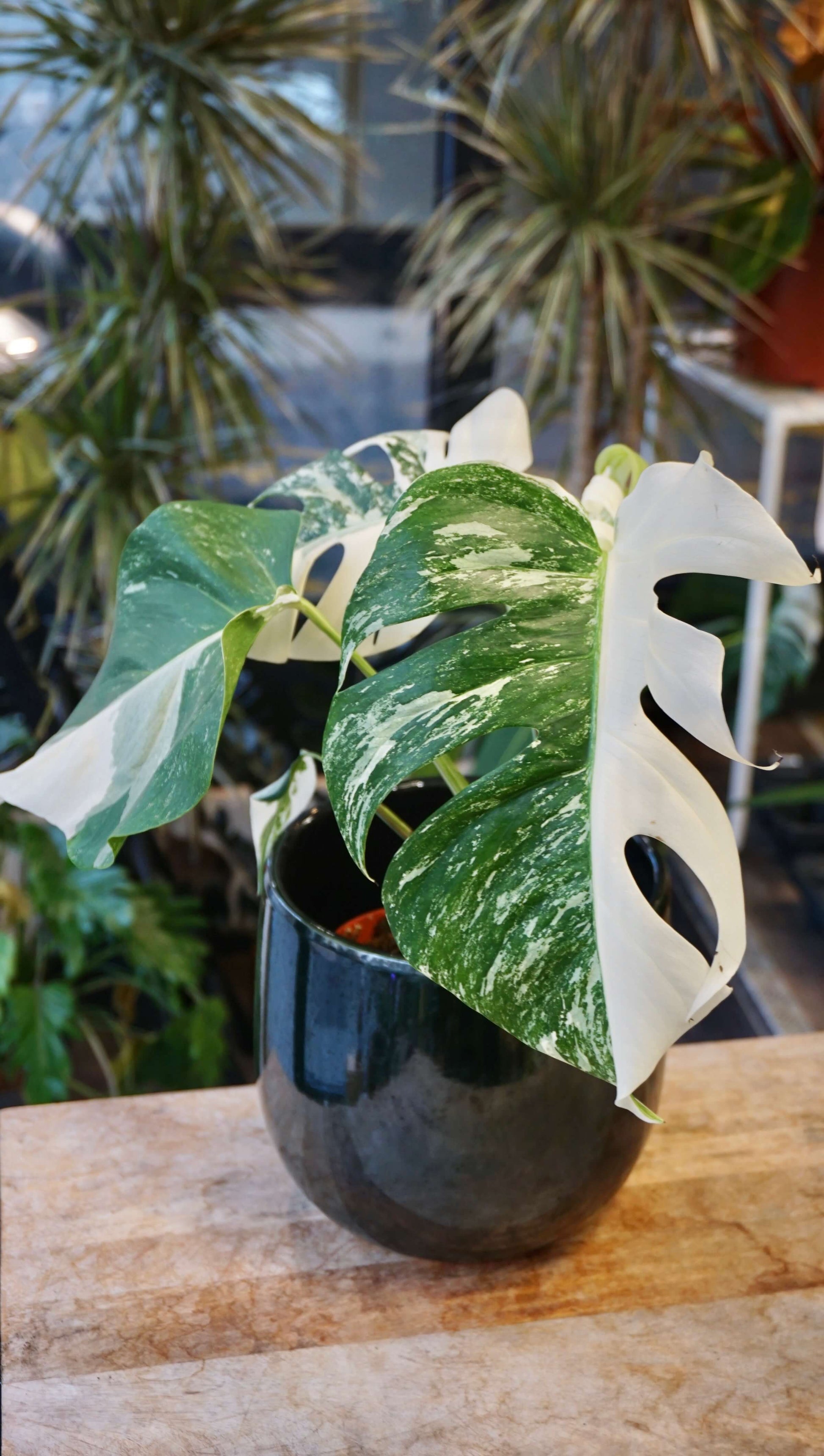 Monstera Variegata studio plantes rares jungle jardinerie strasbourg rare plant shop online pflanzen