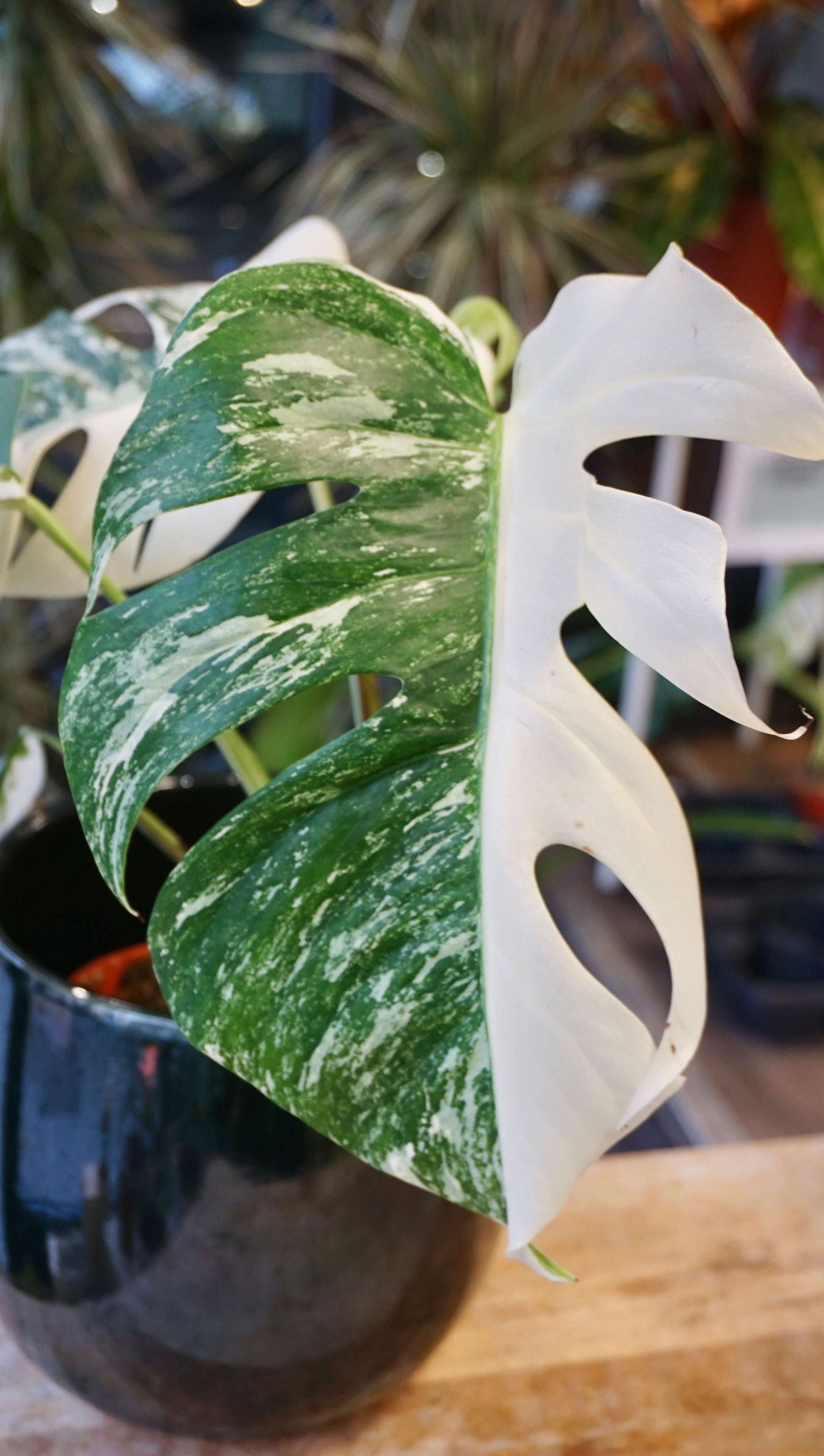 Monstera Variegata studio plantes rares jungle jardinerie strasbourg rare plant shop online pflanzen